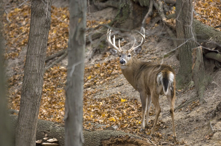 Deer hunting preview: Robust 2024 harvest could extend into 2025